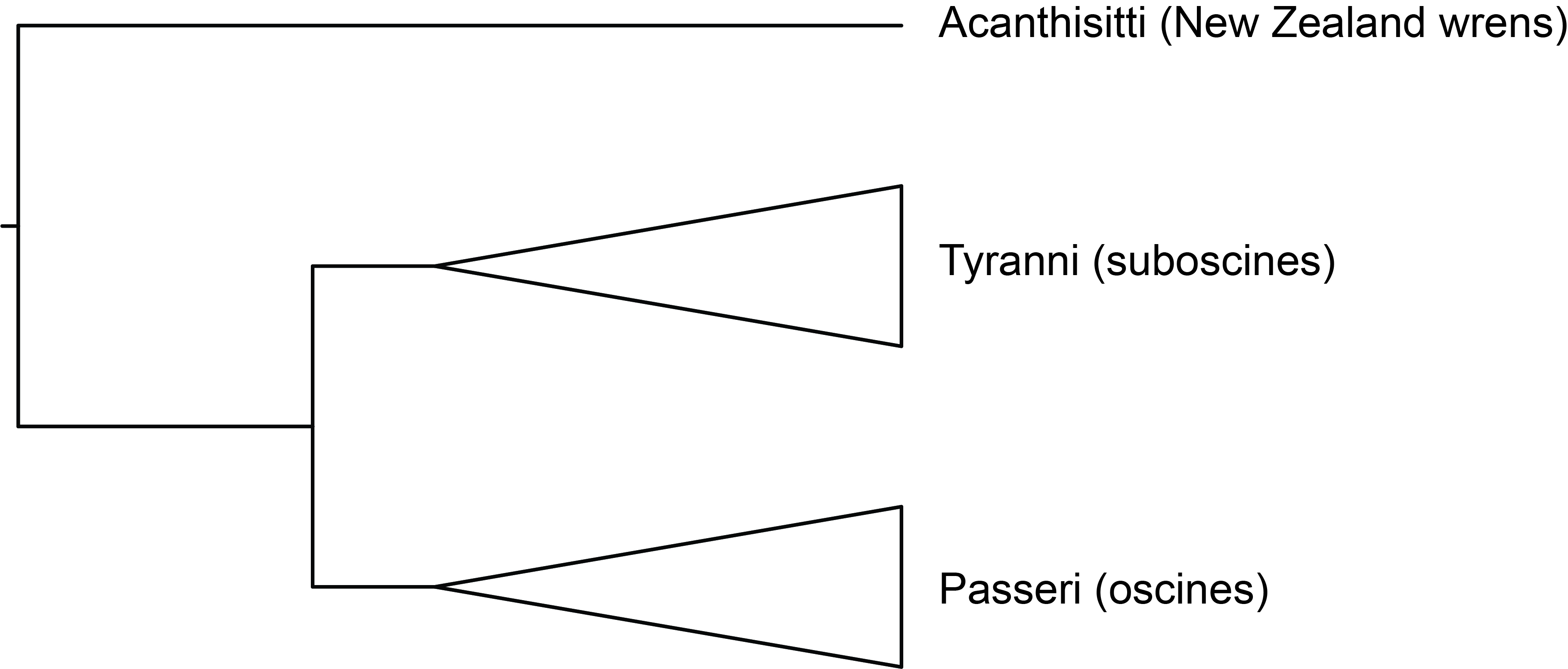 Passerine Evolutionary Relationships