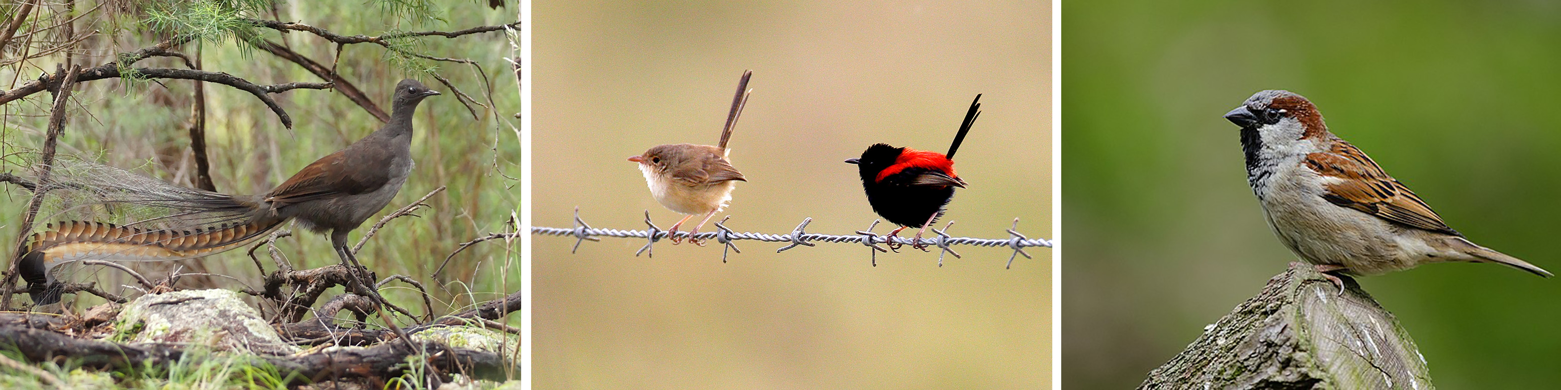 More passerines
